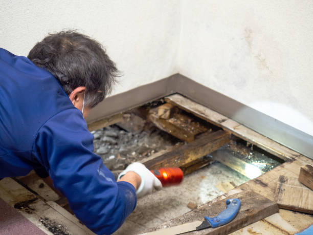 Best Residential Mold Remediation in Maumee, OH