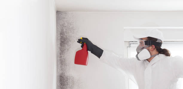 Best Bathroom Mold Remediation in Maumee, OH