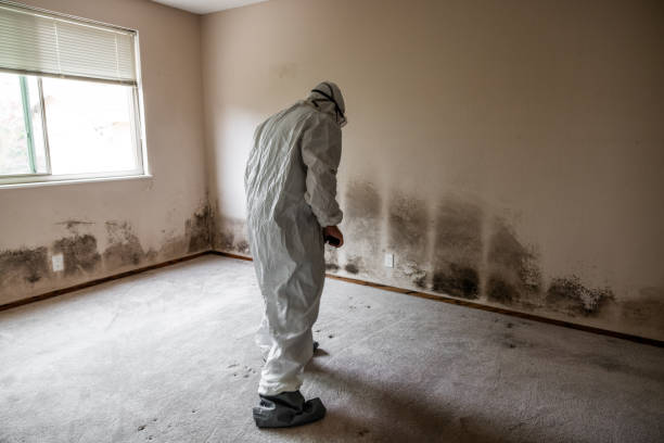 Best Residential Mold Remediation in Maumee, OH
